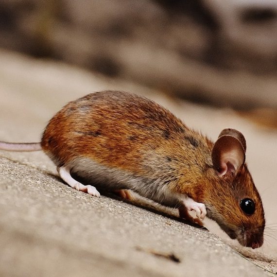 Mice, Pest Control in Palmers Green, N13. Call Now! 020 8166 9746