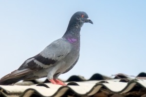 Pigeon Pest, Pest Control in Palmers Green, N13. Call Now 020 8166 9746