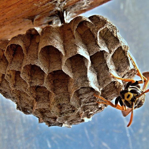 Wasps Nest, Pest Control in Palmers Green, N13. Call Now! 020 8166 9746