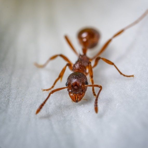 Field Ants, Pest Control in Palmers Green, N13. Call Now! 020 8166 9746