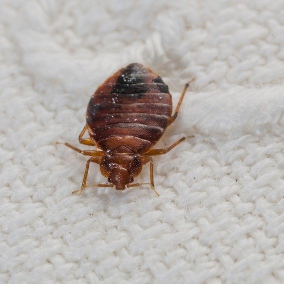 Bed Bugs, Pest Control in Palmers Green, N13. Call Now! 020 8166 9746
