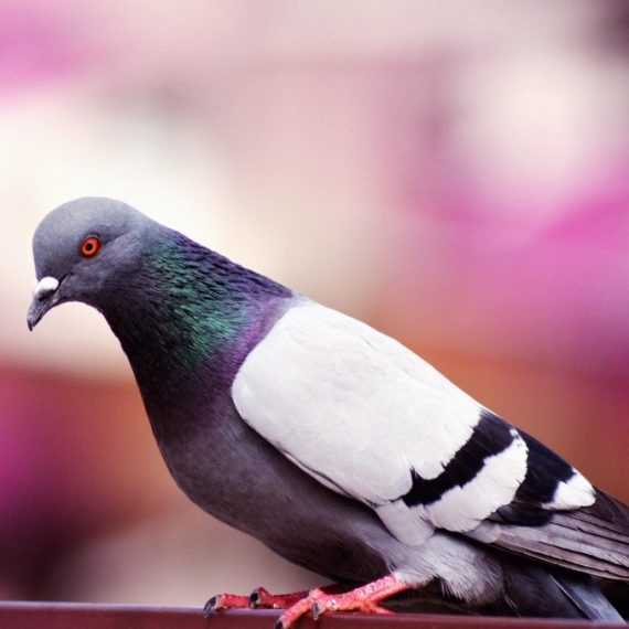 Birds, Pest Control in Palmers Green, N13. Call Now! 020 8166 9746