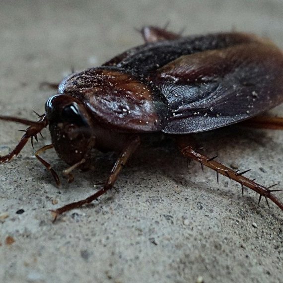 Cockroaches, Pest Control in Palmers Green, N13. Call Now! 020 8166 9746