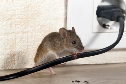 Pest Control in Palmers Green, N13. Call Now! 020 8166 9746