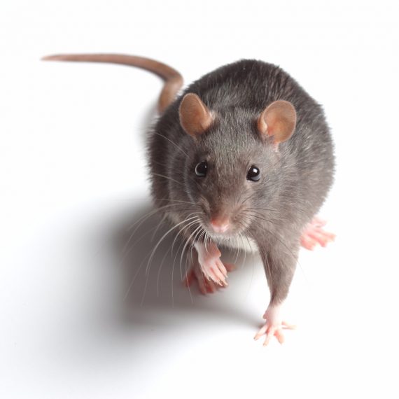 Rats, Pest Control in Palmers Green, N13. Call Now! 020 8166 9746