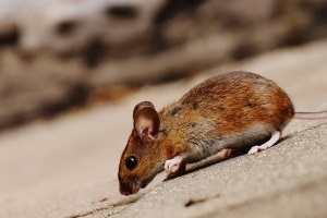 Mouse extermination, Pest Control in Palmers Green, N13. Call Now 020 8166 9746