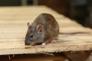 Rodent Control, Pest Control in Palmers Green, N13. Call Now 020 8166 9746
